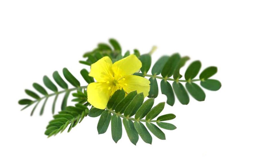 Tribulus terrestris dans le cadre de Glucoren